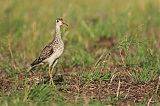 Upland Sandpiper